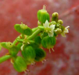 water pennywort